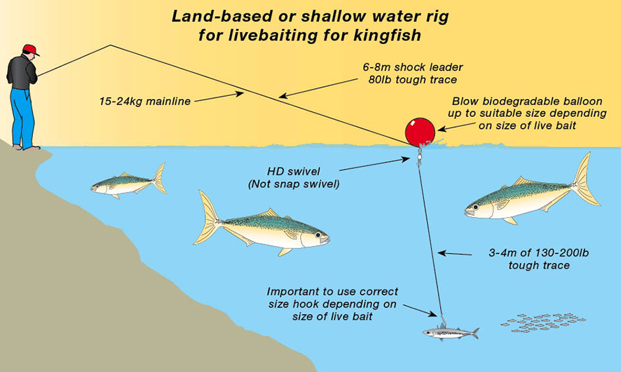 Kiwi kingfish tactics for Aussie anglers