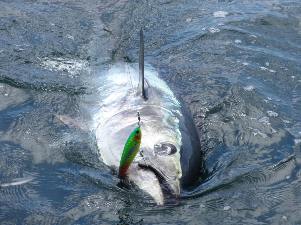 The scoop on Southern bluefin tuna