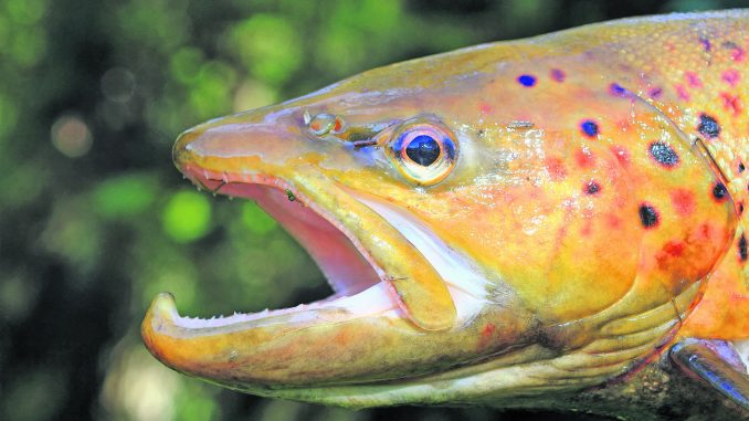 Spinning fishing trout in lakes. Brook trout. A close up rainbow
