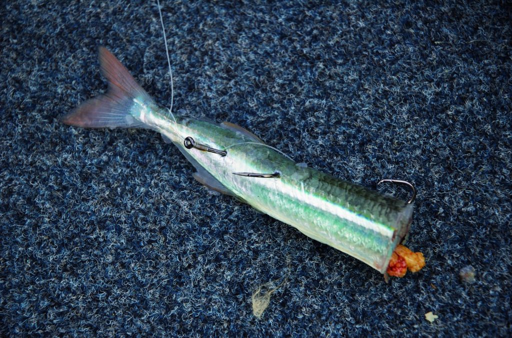 Break out the sea gars: catching garfish for food and bait