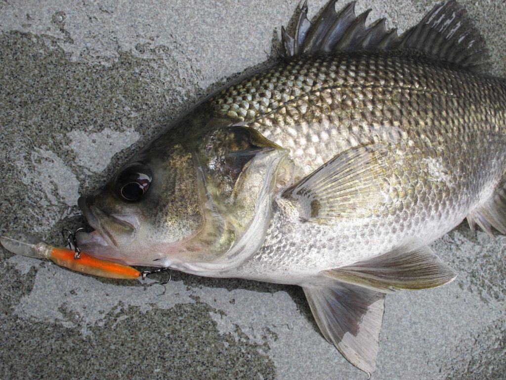 Popular Australian Bass lures, Australian Bass fishing tackle
