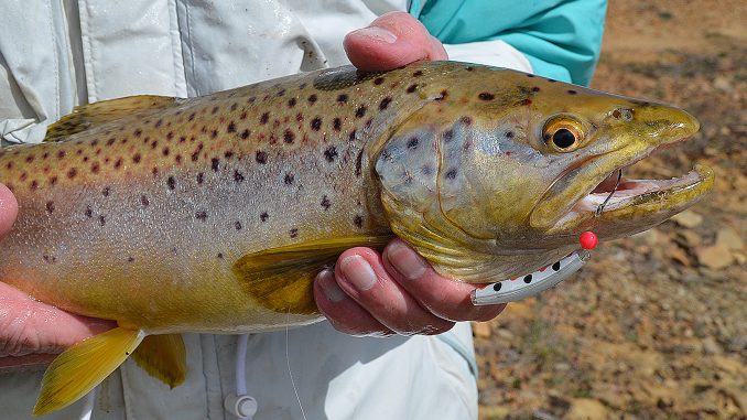 Trout offerings – lures and techniques for trout