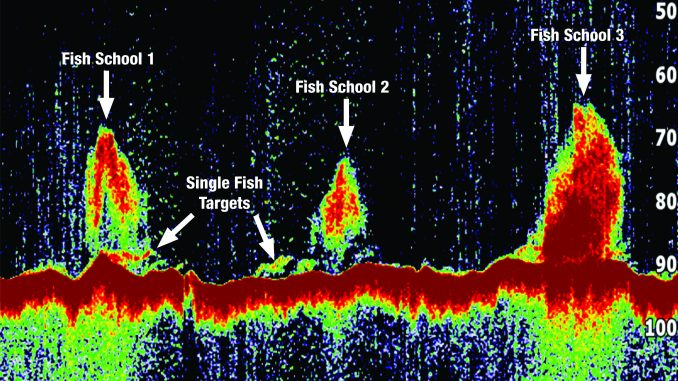 Reading your Sounder and Identifying fish - The Fishing Website