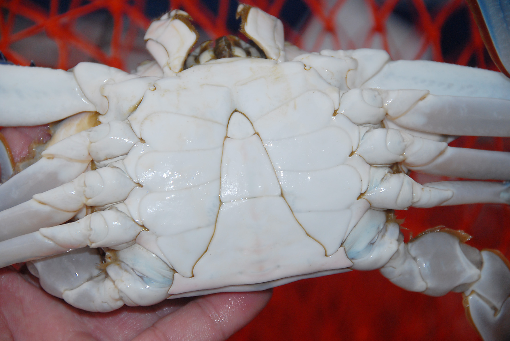Tech Tricks: Sand crabs (blue swimmers)
