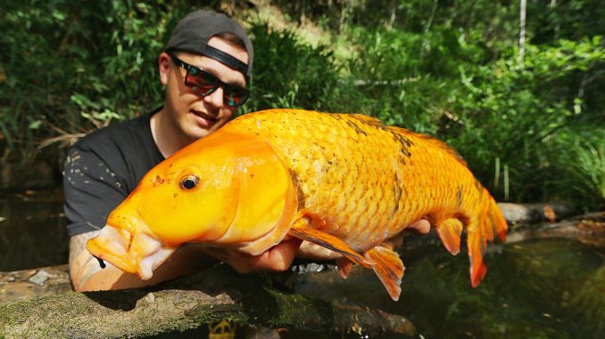 Are you the solution to the carp problem?