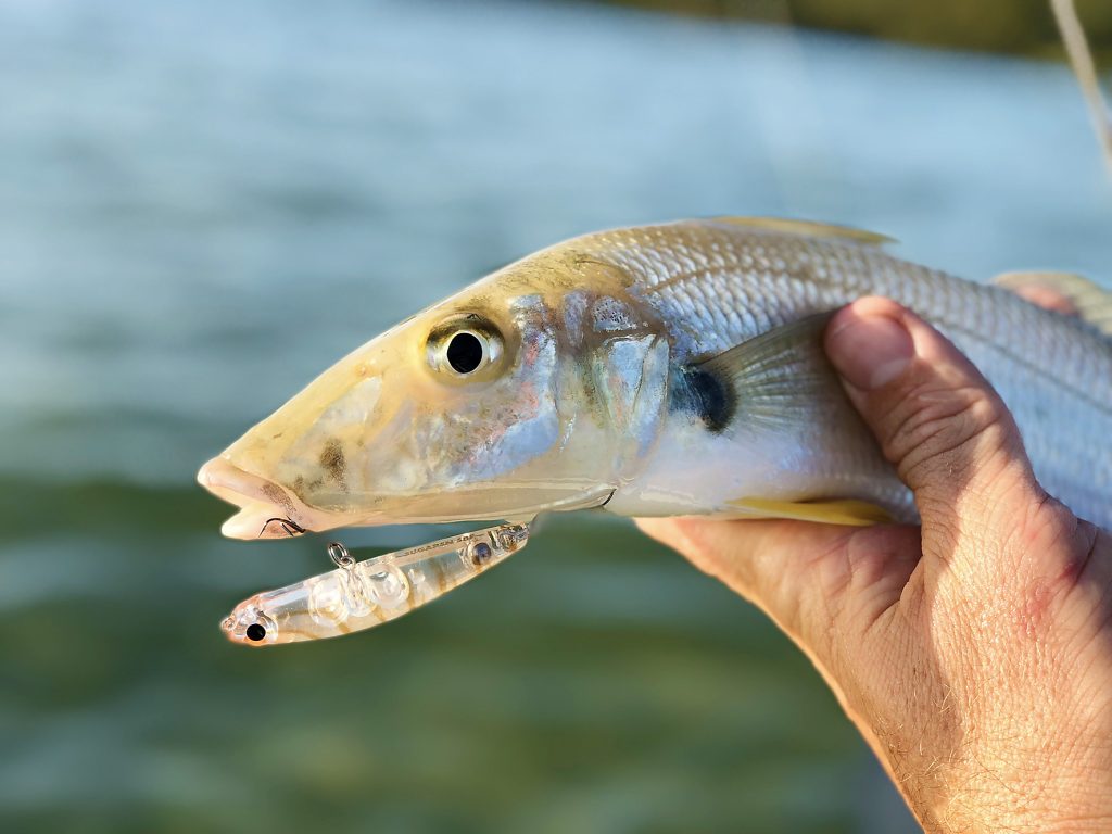 Whiting: bait or lures?