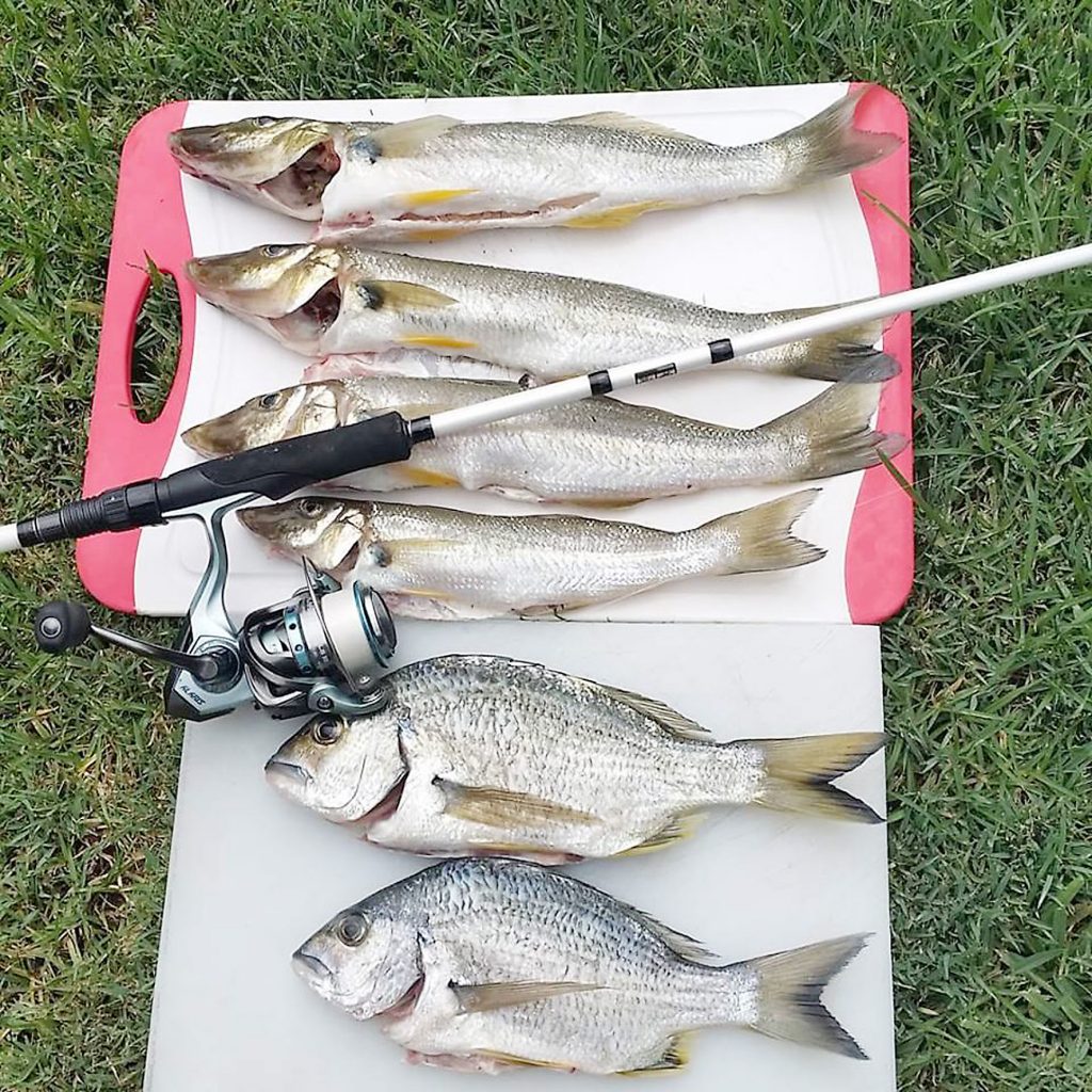 Whiting: bait or lures?