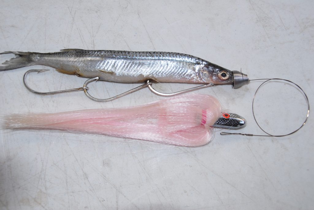Tech Tricks: Garfish wog rig for big toothy speedsters