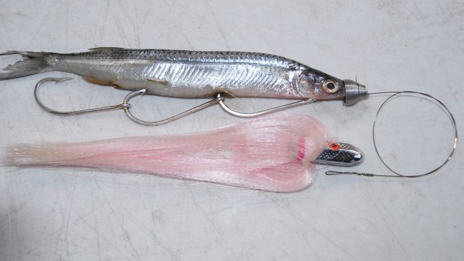 Tech Tricks: Garfish wog rig for big toothy speedsters