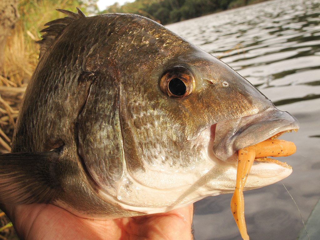 Topwater bream: scratching the surface