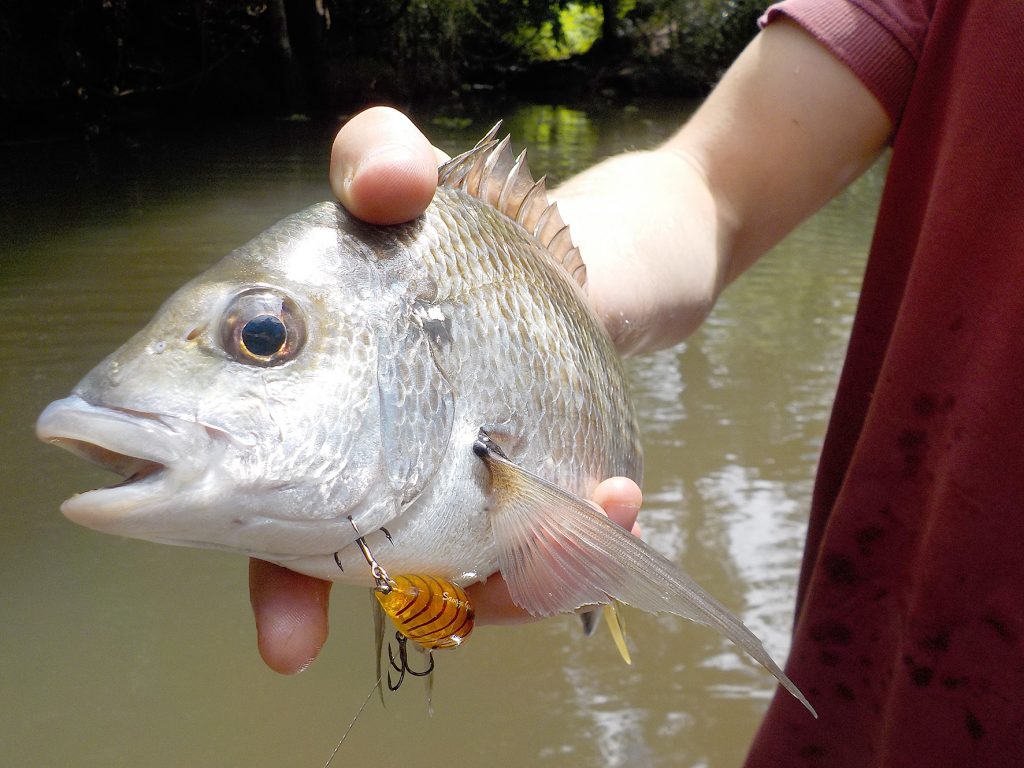 Topwater bream: scratching the surface